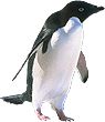 Adelie Penguin