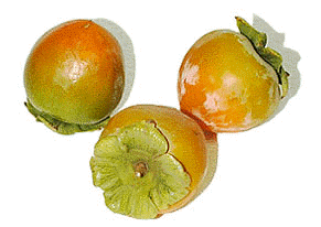 Persimmon.jpg (16306 bytes)