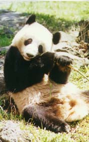 panda2.jpg (13055 bytes)