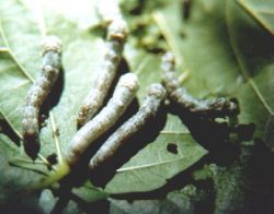 Silkworms