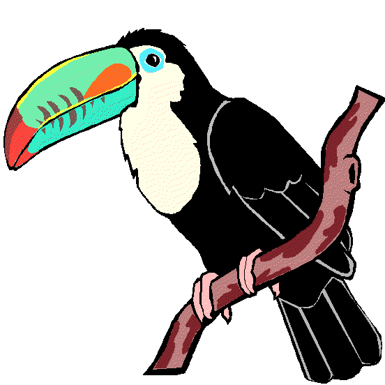 Toucan